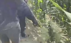 Mısır tarlasına ekilen uyuşturucuyu jandarma ele geçirdi: 1 tutuklama