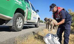 Muş’ta jandarma ekipleri çuval içerisinde yavru köpekler bulundu