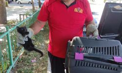 Otomobilin kaputuna sıkışan kedi kurtarıldı