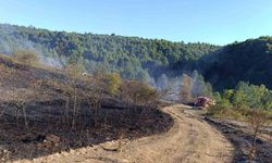 Pazaryeri Bozcaarmut’ta orman yangını