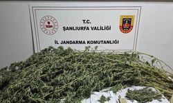 Şanlıurfa’da esrar ve kenevir bitkisi ele geçirildi