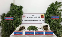 Sarıkaya’da 25 kök kenevir ele geçirildi