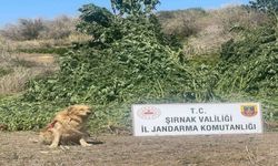 Şırnak’ta 11 milyon liralık kaçakçılık olayı önlendi