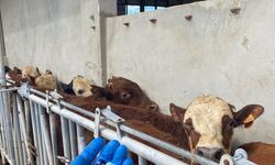 Tekirdağ’da ithal besilik danalara karantina süreci