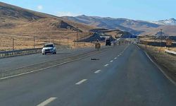 Van’da araçların çarptığı 2 tilki, 1 kartal ve 1 tavşan telef oldu