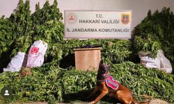 Yüksekova’da 630 kök kenevir ve 61 kilo esrar ele geçirildi