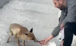 Bursa'da tilkiyi eliyle besleyip sevdi