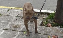 Ağızlıksız gezdirilen pitbull başka köpeğe saldırdı