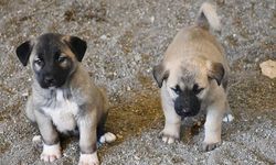 Tokat'ta 3 yavru köpek boğulmuş halde bulundu