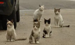 Kedi sayısı nüfustan fazla