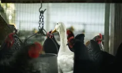 Salgın başladı, 400 binden fazla hayvan itlaf edildi