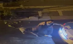 Pitbull cinsi köpek, sahibini ısırdı
