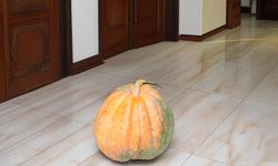 50,5 kilogramlık bal kabağı yetiştirildi