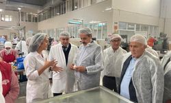 Faruk Çelik'ten kestane üretim yerine ziyaret