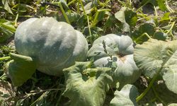 40 kilograma ulaşan kabaklarını taşımakta zorlandı