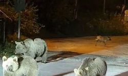Bursa'da dağcılar anne ayı ve iki yavrusuyla karşılaştı