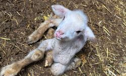 Bursa'da kuzunun yürek burkan hikayesi