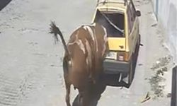 Ahırdan kaçan kızgın boğa, hırsını otomobilden çıkarttı