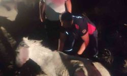 Balçığa saplanan eşek vinçle kurtarıldı