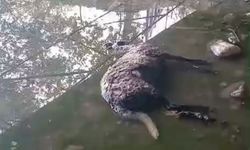 Başıboş köpekler koyunları telef etti