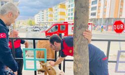Bingöl’de demir korkuluklara sıkışan inek kurtarıldı