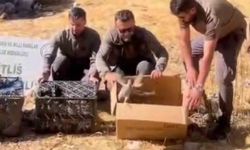 Bitlis’te Keklik ticaretine geçit verilmedi