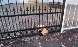 Demir kapıya sıkışan yavru köpeği itfaiye kurtardı