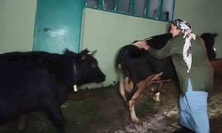 Dere suyu yükselince mahsur kalan hayvanlar 2.5 saatlik operasyonla kurtarıldı