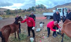 Hakkari’de ayağı kırık at kurtarıldı