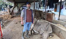 Hayvanları sele kapılan Aktaş: "Adam boyu sel geldi"
