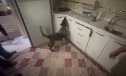Kasaya zulalanan 10 kiloluk uyuşturucuyu narkotik köpeği ’Alis’ buldu