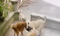 Kediye saldıran köpek sürüsü kameraya yansıdı