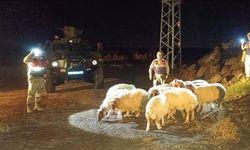 Kilis’te kaybolan 11 koyun jandarma ekiplerince bulundu