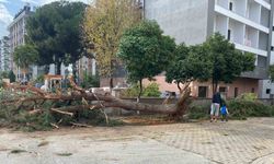 Kuruyan çam ağacı ağırlığa dayanamayarak yol devrildi