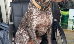 Kurzuar cinsi av köpeği kayboldu