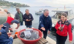 Marmara’da 400 ıstakoz yavrusu yapay resiflere bırakıldı