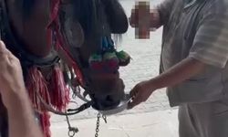 Muğla’da "Bu kadarı olmaz" dedirten görüntüler: Fayton çeken ata alkol içirdiler