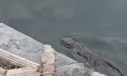 Nesli tükenmekte olan su samuru Küçükçekmece’de görüldü