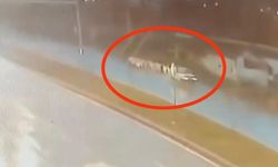 Otomobilin çobana ve sürüye çarpma anı kameraya yansıdı