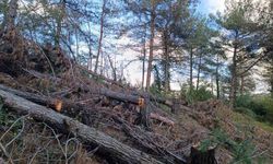 Payas kırsalı ormanlık alanda 20 adet kızılçam ağacı kesilmiş halde bulundu