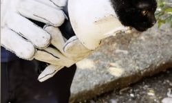 Plastik kapağa sıkışan yavru kedi kurtarıldı