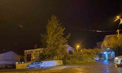 Rüzgarın kökünden söktüğü ağaç otomobilin üzerine devrildi