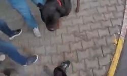 Saldırgan köpek gözetim altına alındı: Sahibine idari para cezası kesildi
