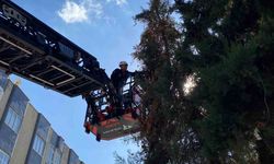 Şanlıurfa’da ağaçta mahsur kalan yavru kedi kurtarıldı