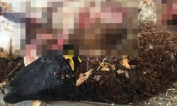Sürüden ayrılan koyunları kurt telef etti