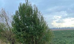 Takla atıp şarampole devrilen genç sürücü hayatını kaybetti