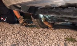 Üşüyerek aracın motoruna giren yavru kedi, itfaiye ekiplerinin çalışmasıyla kendiliğinden çıktı
