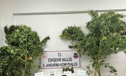 Uyuşturucu bitkisi eken şahıs jandarma tarafından yakalandı