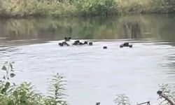 Yaban domuzları Meriç Nehri üzerinden Yunanistan’a geçti