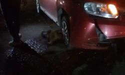 Yolda doğum yapan manda, yavrusuyla otomobil altında kalarak telef oldu